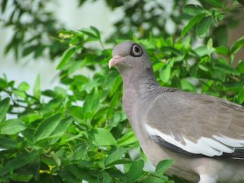 Bare-eyed pigeon, Jeff Wells, Aruba, Bonaire, Curaçao