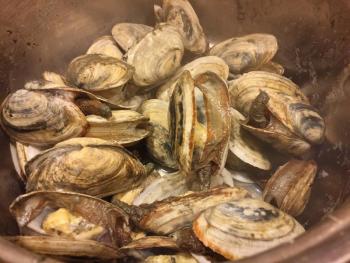 Steamed clams. Why don’t I have them two or three times a month? No clue. SUZI THAYER/Boothbay Register