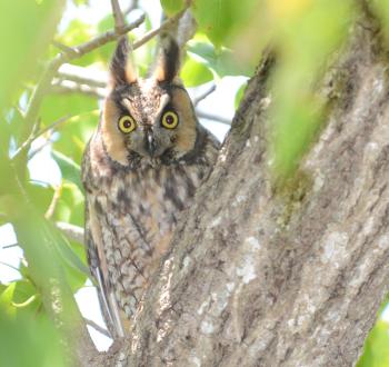 Despite the fact that long-eared owls apparently nest in Maine, most Maine birders will have seen more snowy owls (which nest in the Arctic and only sporadically visit Maine) than long-eareds. (Long-eared owl photo courtesy of Dry Tortugas NPS - Long Eared Owl, CC BY 2.0, https://commons.wikimedia.org/w/index.php?curid=48124559) long-eared owls, Maine, Boothbay Register