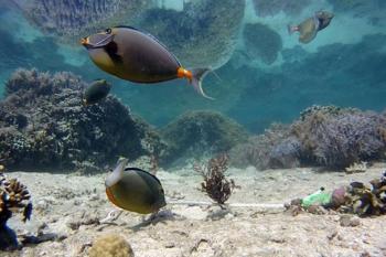 An orange spine unicorn fish feeds on a seaweed experiment in a Fijian coral reef lagoon at low tide. In a recently published study, researchers from Bigelow Laboratory documented the first clear example of sharks causing cascading changes among other sea life in this ecosystem. Courtesy photo