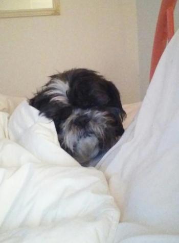 Elliot the little snugglebug. SUZI THAYER/Boothbay Register