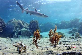 A whitetip reef shark patrols a Fijian coral reef lagoon at high tide. In a recently published study, researchers from Bigelow Laboratory documented the first clear example of sharks causing cascading changes among other sea life in this ecosystem. Courtesy photo