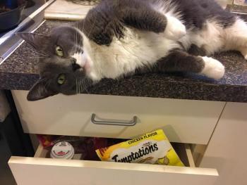 Ruby-2-Shoes knows where the Temptations are kept. SUZI THAYER/Boothbay Register
