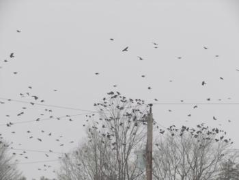 American crows, birds, Maine, Boothbay Register, Jeff Wells