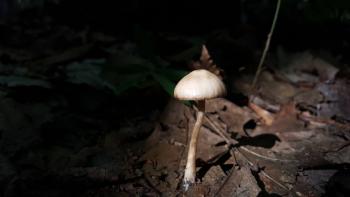 “Mushroom.” Charla Lippert, Boothbay Charla Lippert