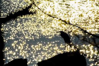 “Van Gogh Heron.” Alexander Newman, Jefferson Alexander Newman