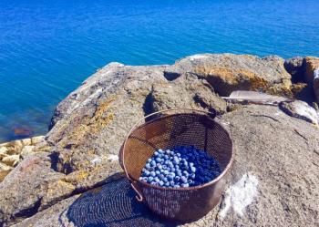 Blueberries fresh from the field. SUZI THAYER/Boothbay Register