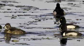 ring-necked duck, Boothbay Register, Maine