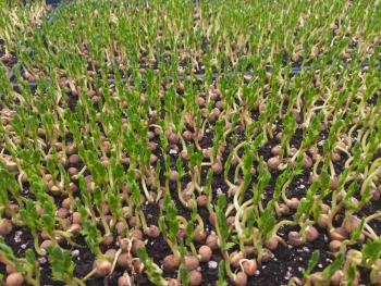 Pea greens in the making at one of the greenhouses at Morning Dew Seedling & Supply in Damariscotta. SUZI THAYER/Boothbay Register