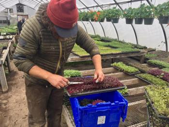 Brendan McQuillen cuts microgreens to pack up for sale. SUZI THAYER/Boothbay Register