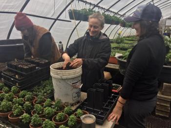 Brady Hatch and her cousin Abbie Hatch pot seedlings in one of Morning Dew Farm’s greenhouses in Damariscotta. SUZI THAYER/Boothbay Register