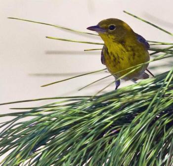 Pine Warbler Kirk Rogers Boothbay Register