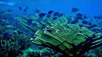UMaine professor Bob Steneck and colleagues study the resiliency of coral reef ecosystems. Buck Island National Monument, a marine protected area in the Caribbean, shows excellent recovery of corals and fishes resulting from their local management practices. Pictured here is an elkhorn coral (Acropora palmata), the dominant reef building coral in the Caribbean. Courtesy of UMaine