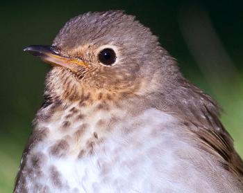 Swainson’s thrush, thrushes