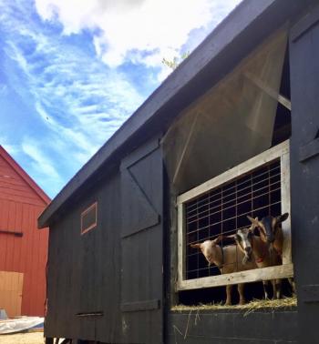 A few pet goats are in a building next to the barn, and the women are getting a couple more soon. Courtesy of Lisa Dalton