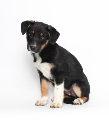 "Sparrow," a native of Mississippi, made a similar trek to Maine last month through Coastal Humane Society & Lincoln County Animal Shelter’s Rescue Program and was adopted. The 50 puppies going up for adoption at Puppy Riot on June 16 are mixed breeds. The puppies will be available for adoption at Coastal Humane Society in Brunswick and at Lincoln County Animal Shelter in Edgecomb. Courtesy photo