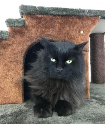 Boo comes out from hiding at the animal shelter. KELLIE BIGOS/Boothbay Register