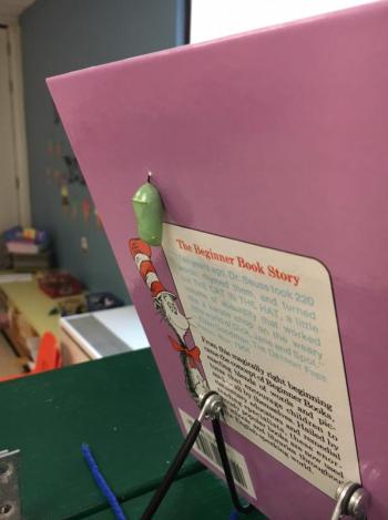 jordan plummer, boothbay region elementary school, new teacher