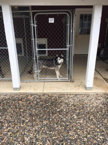 Boothbay Canine, Carole Jordan, dogs, kennel, business