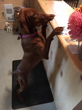 Boothbay Canine, Carole Jordan, dogs, kennel, business
