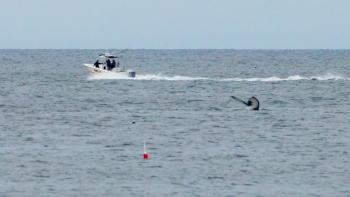 It’s a whale! Mike Leonard photo