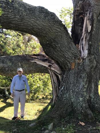 Lou Landry under the fallen red oak. KELLIE BIGOS/Boothbay Register KELLIE BIGOS/Boothbay Register