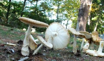 A Fairy Arc. LISA KRISTOFF/Boothbay Register