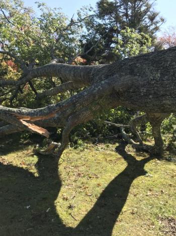 One third of the fallen red oak. KELLIE BIGOS/Boothbay Register KELLIE BIGOS/Boothbay Register