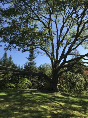 The standing remains of Lou Landry’s 200-year-old red oak. KELLIE BIGOS/Boothbay Register KELLIE BIGOS/Boothbay Register