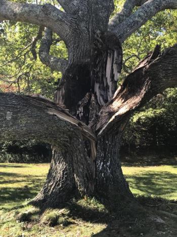 Closeup of rot in the trunk. KELLIE BIGOS/Boothbay Register KELLIE BIGOS/Boothbay Register