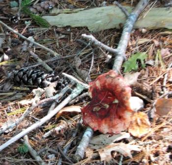 Red-capped mushroom. LISA KRISTOFF/Boothbay Register