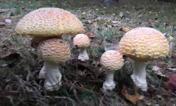 Shroom family in Kevin Burnham’s backyard in Boothbay. KEVIN BURNHAM/Boothbay Register