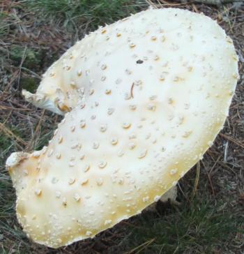 This shroom top’s spots resemble tiny buttons. LISA KRISTOFF/Boothbay Register