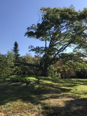 Two thirds of the red oak is down. KELLIE BIGOS/Boothbay Register KELLIE BIGOS/Boothbay Register