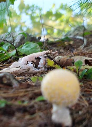 A yellow capped mushroom appears to be moving toward the lobster remains. LISA KRISTOFF/Boothbay Register