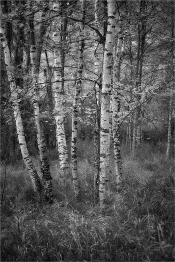 A stunning photograph of birch trees taken by Zoe Theberge. See this image and many others at the Southport Memorial Library November through Dec. 31. Courtesy of Zoe Theberge Zoe Theberge