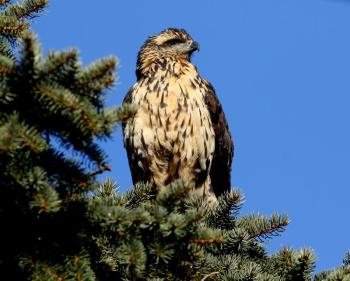 great black hawk, Boothbay Register