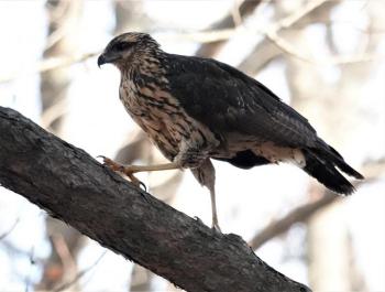 great black hawk, Boothbay Register