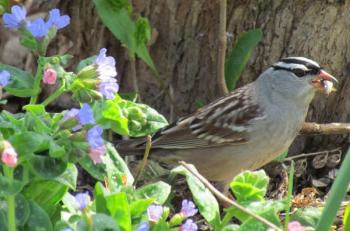 White-crowned sparrows are a regular spring and fall migrant in Maine on their way to their breeding range which extends across the boreal forest region from Newfoundland west to Alaska. Courtesy of Jeff and Allison Wells world sparrow day, white-crowned sparrow, Boothbay Register, Jeff Wells