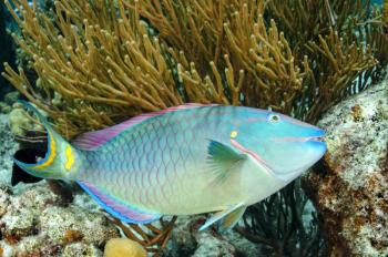 A large stoplight parrotfish (Sparisoma viride) scrapes algae from the reef surface. Well-grazed reefs are more hospitable to baby corals than reefs blanketed with thick algae, and a recent study by Bigelow Laboratory scientists uncovered the importance of fish diversity to this process. José Alejandro Alvarez photo