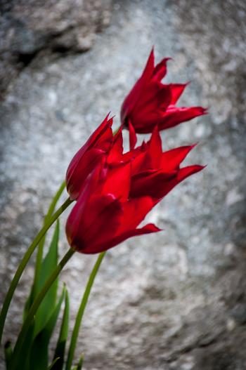 Martin Grassie photo