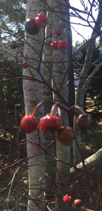 LISA KRISTOFF/Boothbay Register