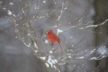 Chris Devitt photo