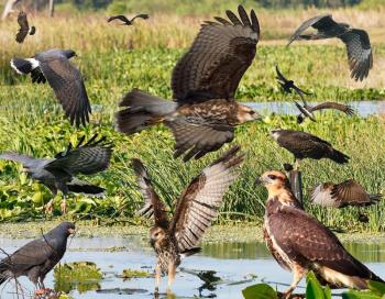 snail kite, everglades, Boothbay Register
