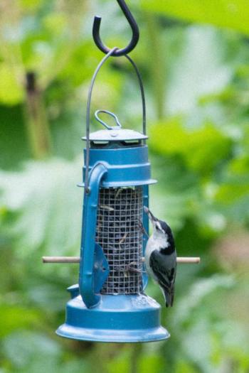 Blue lantern bird feeder ... what’s in your garden? Courtesy photo
