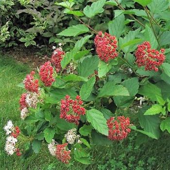 Ninebark is among the shrubs at the Knox-Lincoln Soil & Water Conservation District Spring Plant Sale & Garden Fair. Courtesy photo