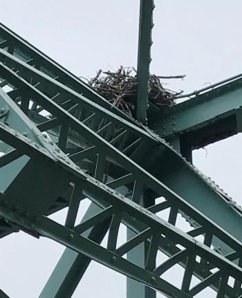 The rebuilt osprey nest. KELLE BIGOS/Boothbay Register
