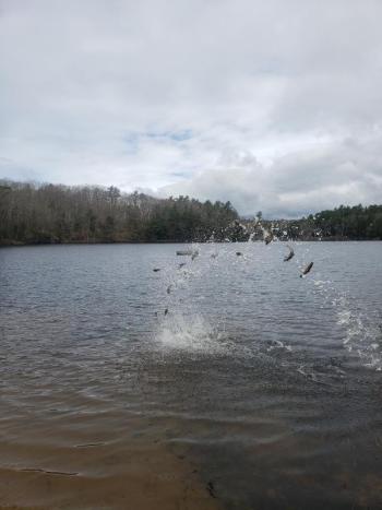 Flying fish! Hatchery-reared brook trout are tossed into Knickerbocker Lake from the shore. Courtesy of Dale Harmon/Boothbay Region Water District.
