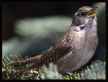 #bird-column, house wren, Boothbay Register