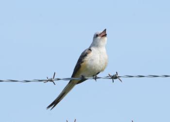 This individual was recently found in Brunswick by a casual birder. (Photo courtesy of Richard Garrigus) Scissor-tailed flycatcher, Boothbay Register